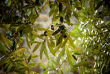 100% Palestinian Olive Oil