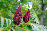 100% Palestinian Sumac